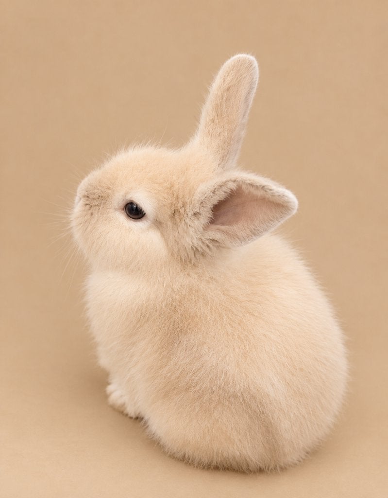 Baby konijntje rammetje, Mâle, Petit, 0 à 2 ans
