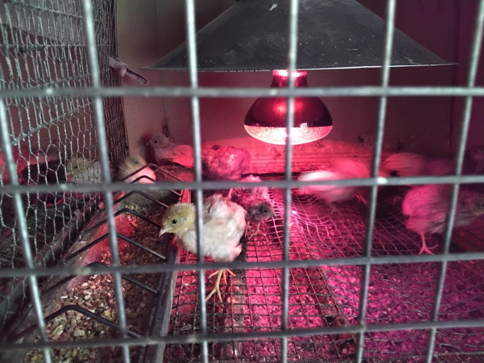 Chinese Dwergkwartels in verschillende kleuren., Dieren en Toebehoren