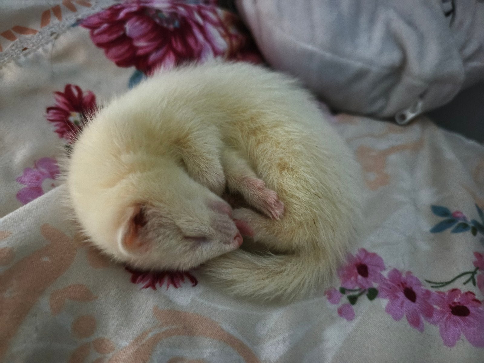 2 albino moertjes 16 weken oud, Dieren en Toebehoren