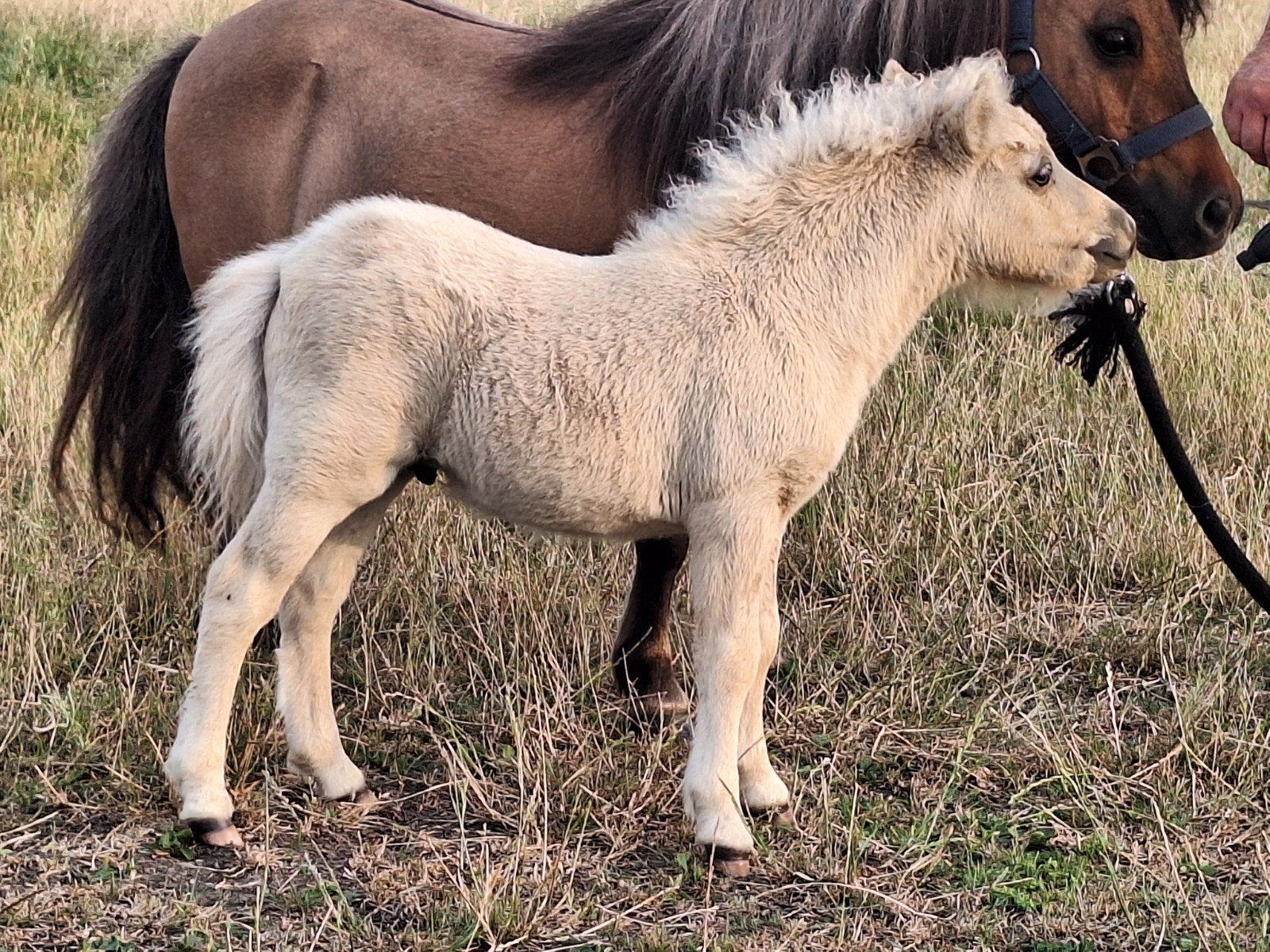 prachtig palomino shetlander hengstenveulen, Animaux & Accessoires, Poneys, Étalon, Avec pedigree, Avec puce électronique, Vermifugé