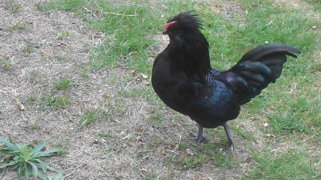 barbe watermale noire 2026, Plusieurs animaux, Poule ou poulet