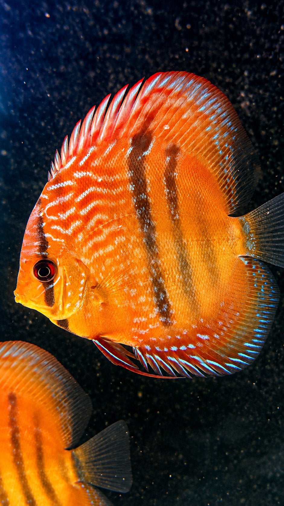Discus