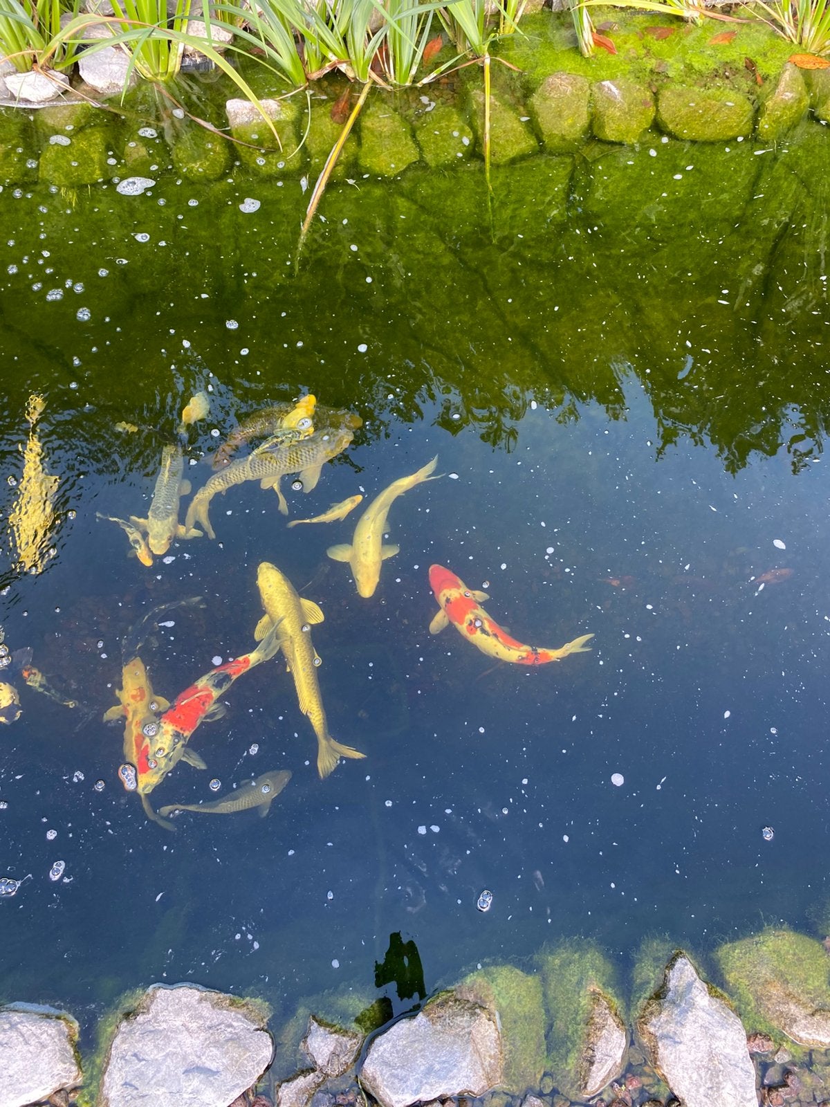 Koi, Karper of Koi