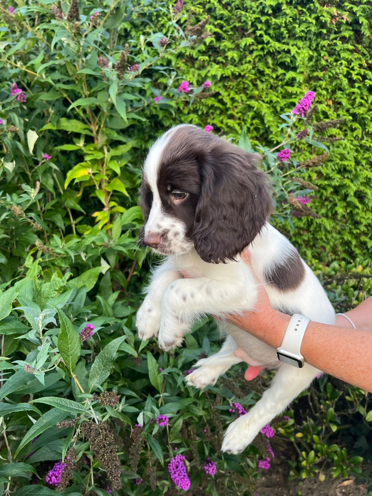 Mooie Engelse springer spaniël x working cocker pup, Animaux & Accessoires, Chiens | Retrievers, Épagneuls & Chiens d'eau, Particulier