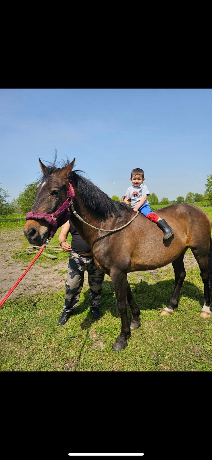 Paard te koop, 11 ans ou plus, Hongre, Débourré, 160 à 165 cm