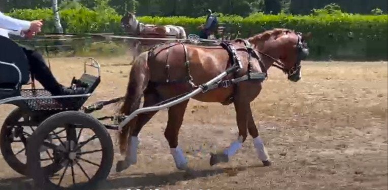 Welsh pony, Poney C (1.27 m à 1.37m), Poney de dressage, Ne s'applique pas, 3 à 6 ans