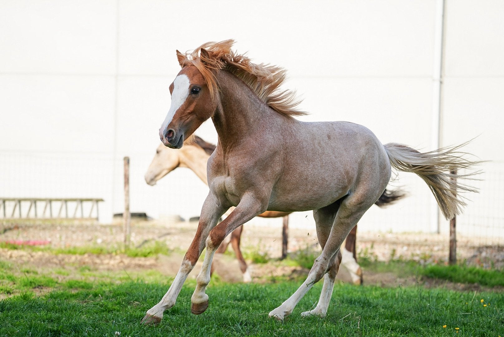 Welsh B - roan hengstje, Dieren en Toebehoren, Paarden, Springpaard, Minder dan 160 cm, 0 tot 2 jaar, Hengst