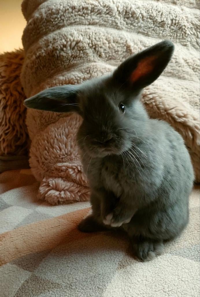 Minilop rammetje  blauw met helikopter oren, Dieren en Toebehoren, Mannelijk, Dwerg, 0 tot 2 jaar