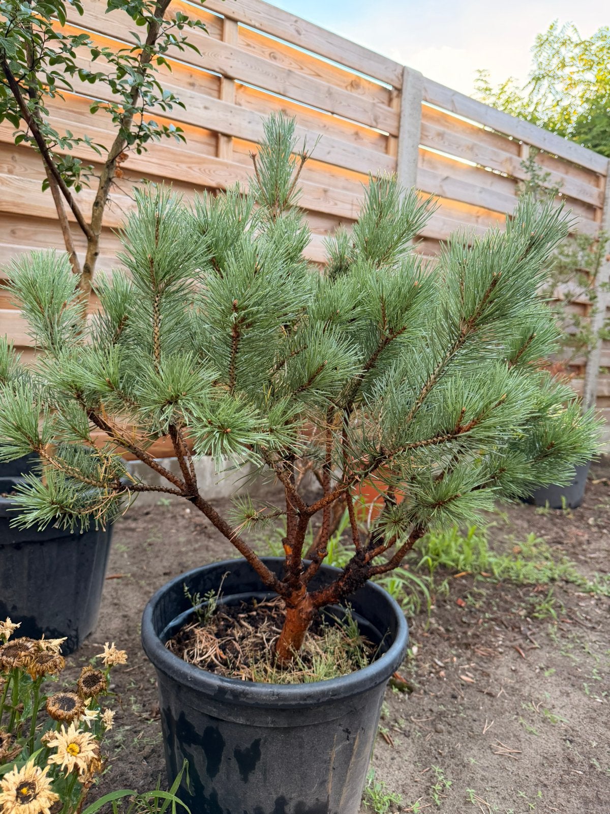Pinus watereeri, Tuin en Terras, Planten | Bomen, Ophalen