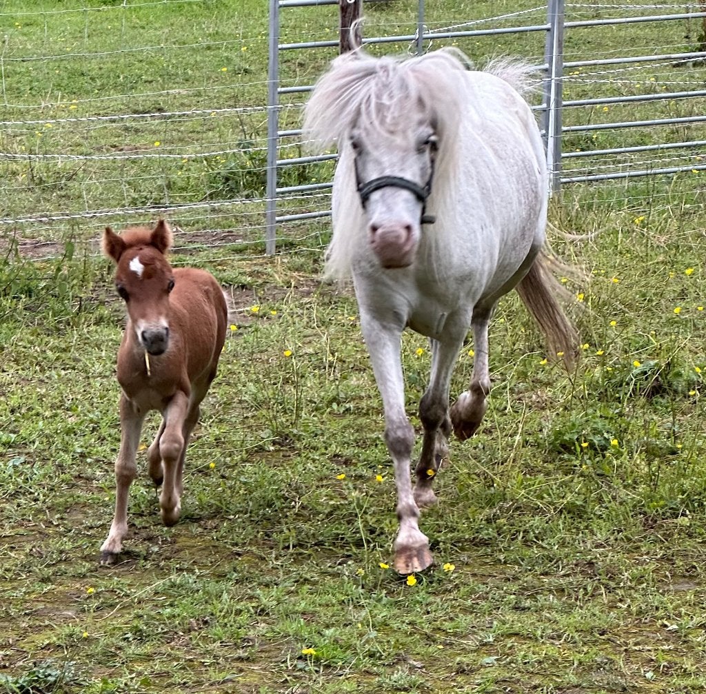 Mini paard appaloosa ruintje van 2024 zoekt een nieuw huisje, Animaux & Accessoires, Poneys, Vermifugé, Hongre, Poney de récréation