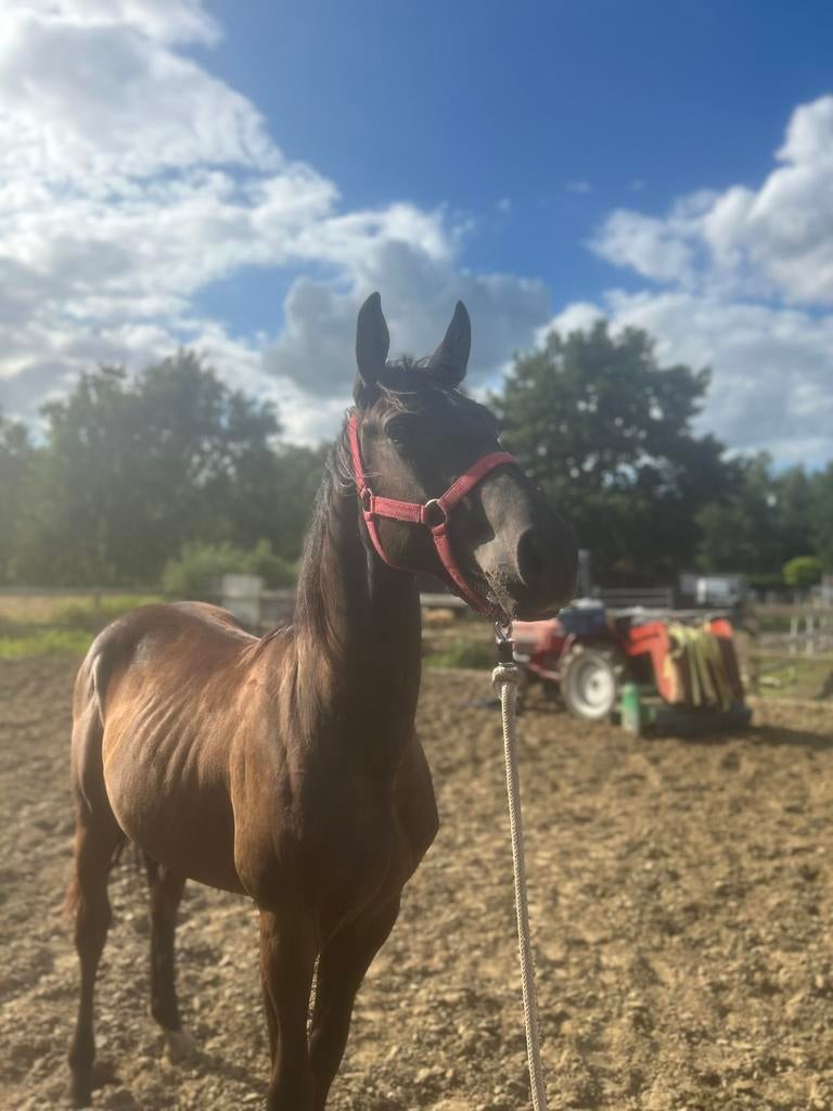 BLACK JACK🖤, Dieren en Toebehoren, Paarden, Gechipt, Minder dan 160 cm, Niet van toepassing, 0 tot 2 jaar