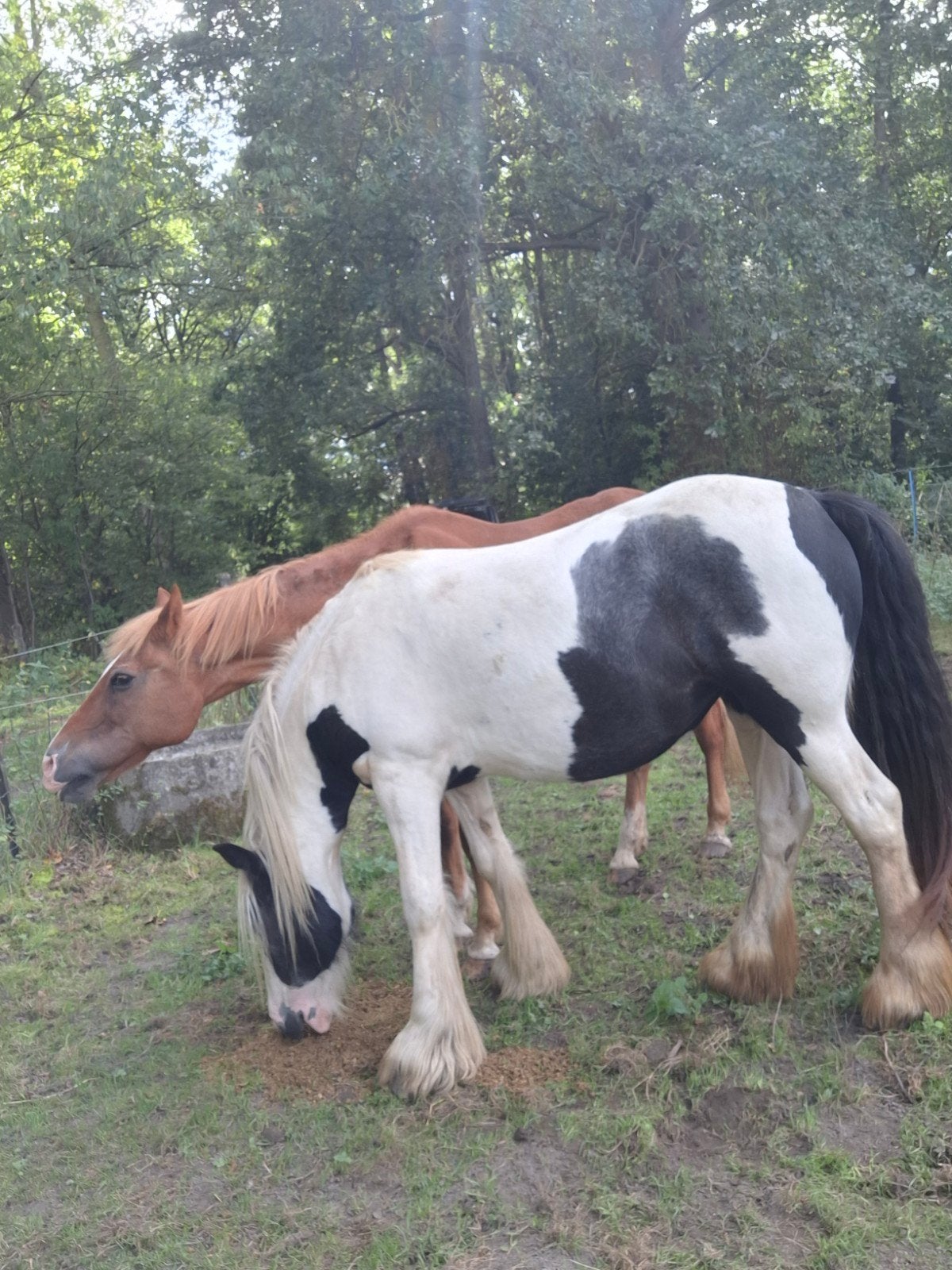 mooie tinkermerrie, Débourré