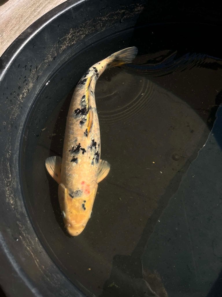 Japanse Koi Ginrin Showa +-40cm, Animaux & Accessoires, Poissons | Poissons d'étang, Carpe ou Koï