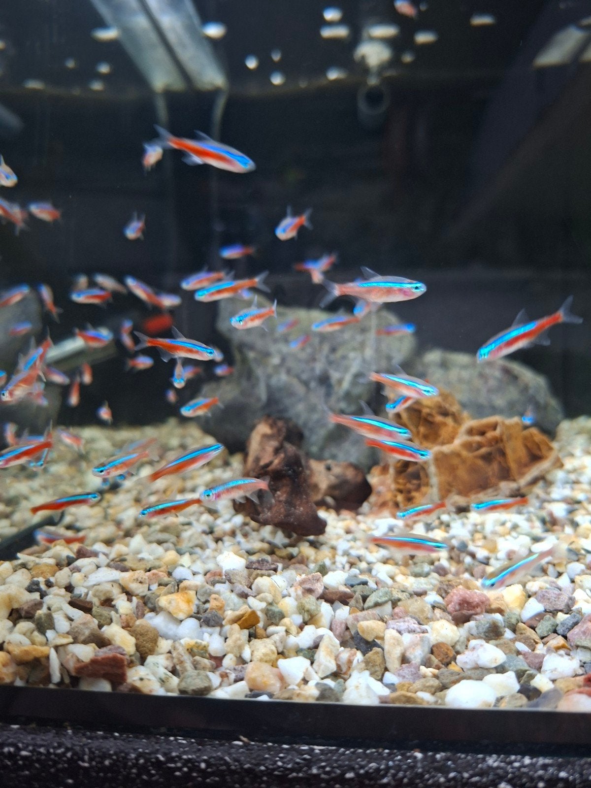 Kardinaal tetra