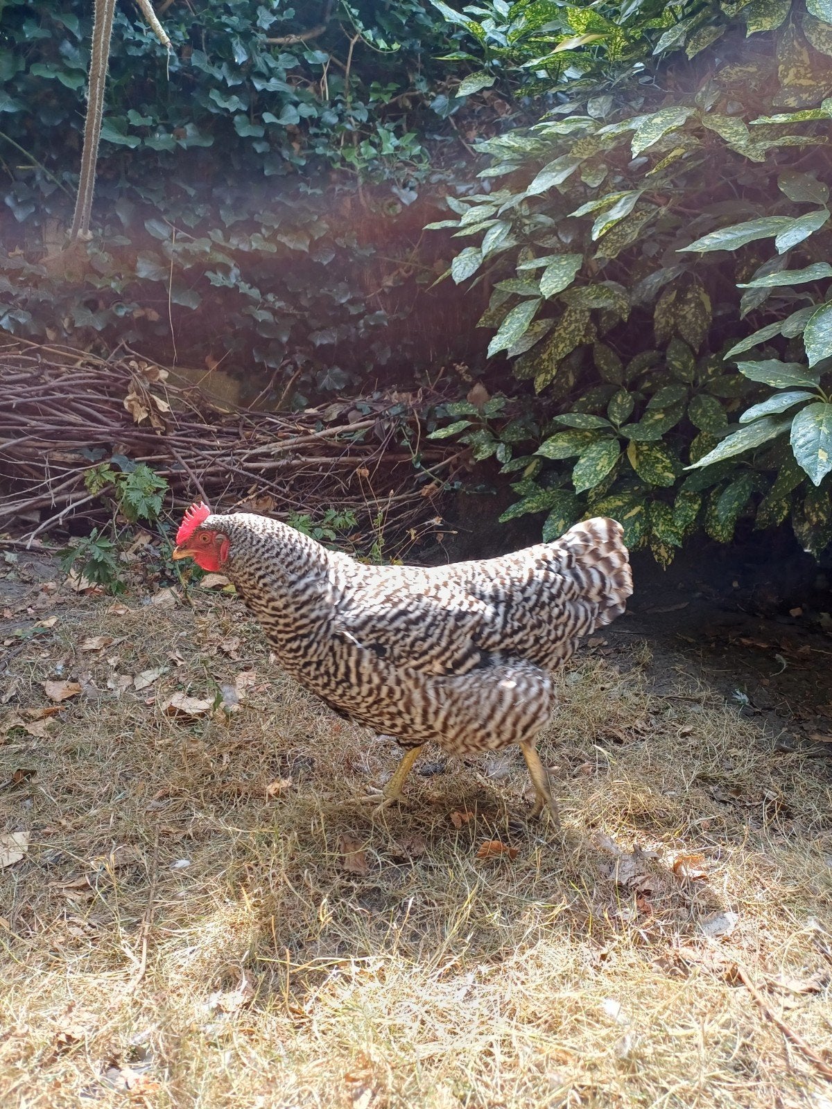 kip te koop, Dieren en Toebehoren, Kip