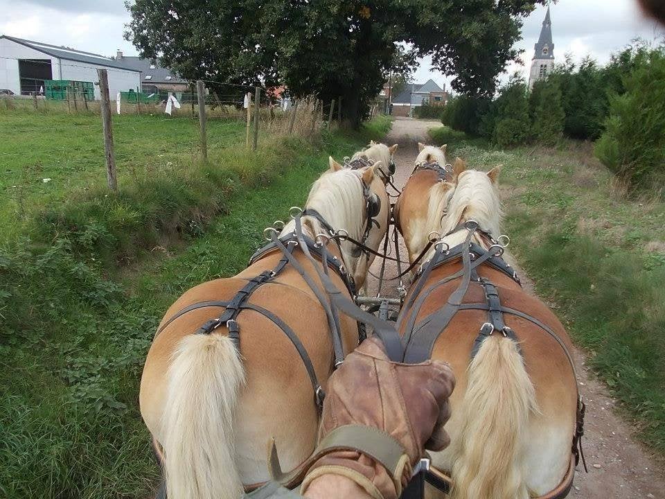 Haflinger gezocht, Dieren en Toebehoren, Merrie, Met stamboom, Minder dan 160 cm, 3 tot 6 jaar
