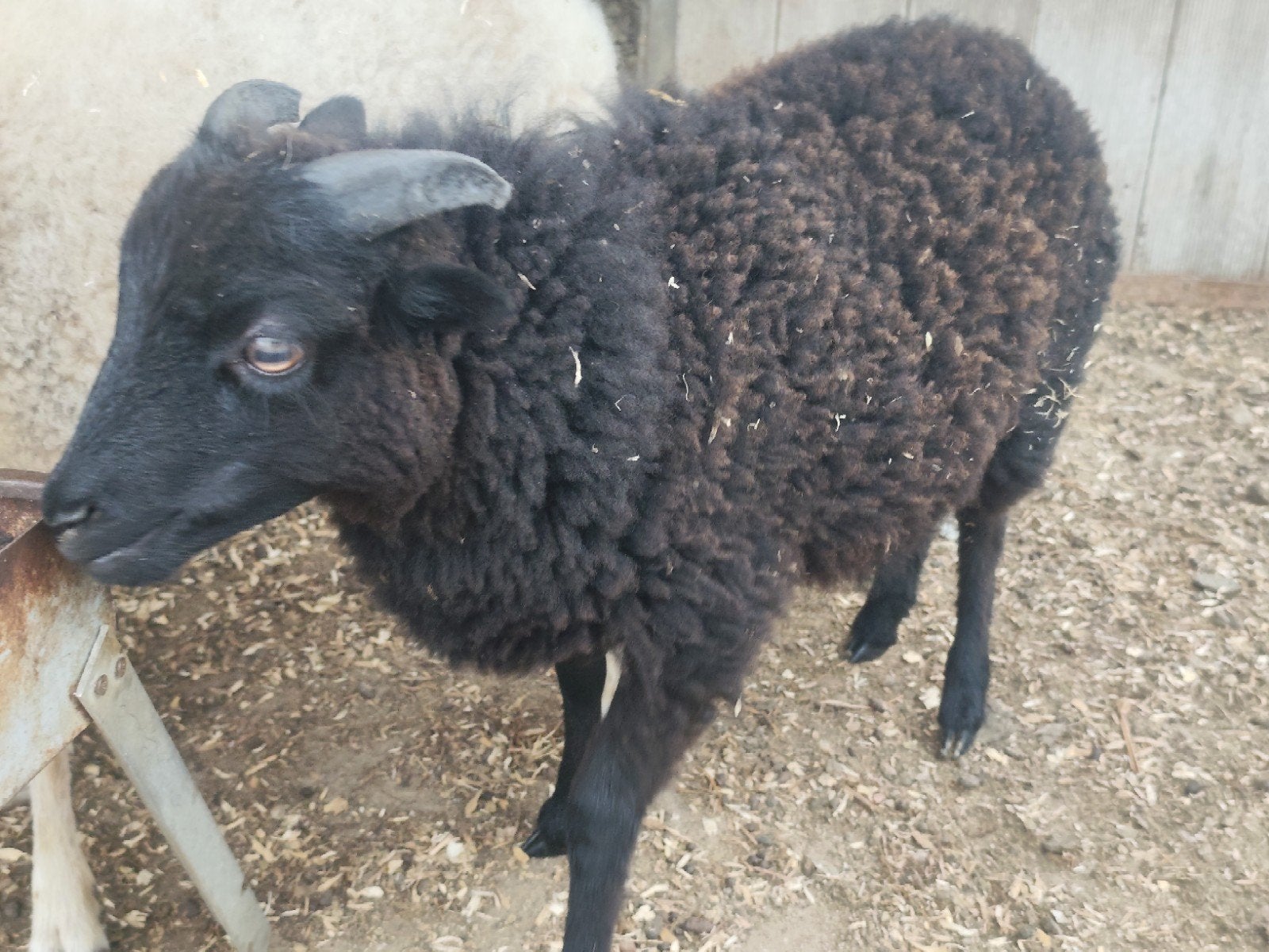 quessant rammetjes, Mannelijk, Schaap