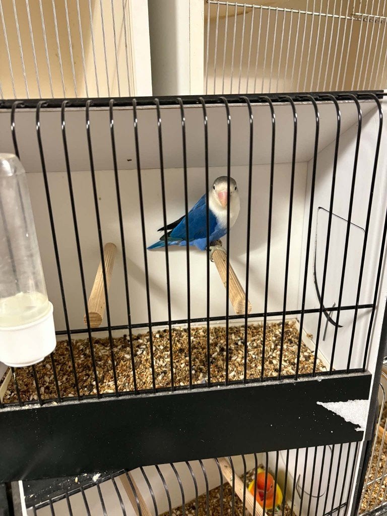 D blauwe/opaline fischeri Man 2025, Dieren en Toebehoren, Mannelijk, Dwergpapegaai of Agapornis, Geringd