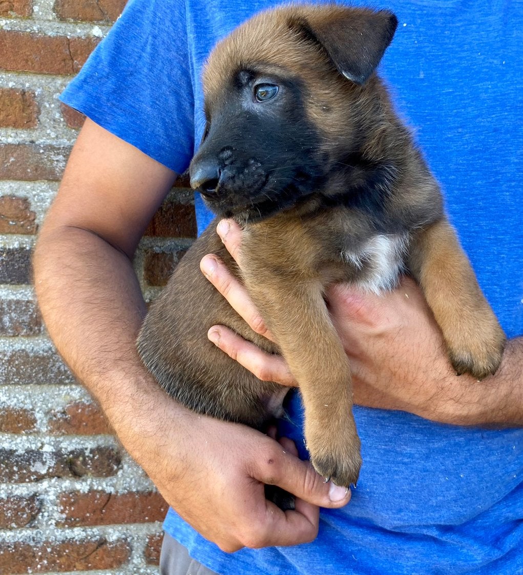 Mechelse Herder pups uit liefdevol boerderijnest ! 🌞, Dieren en Toebehoren, Parvo, België, Fokker | Hobbymatig, 8 tot 15 weken