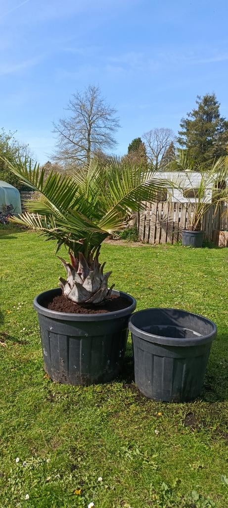 Jubaea Chilensis, palmier à vin chilien, Enlèvement ou Envoi