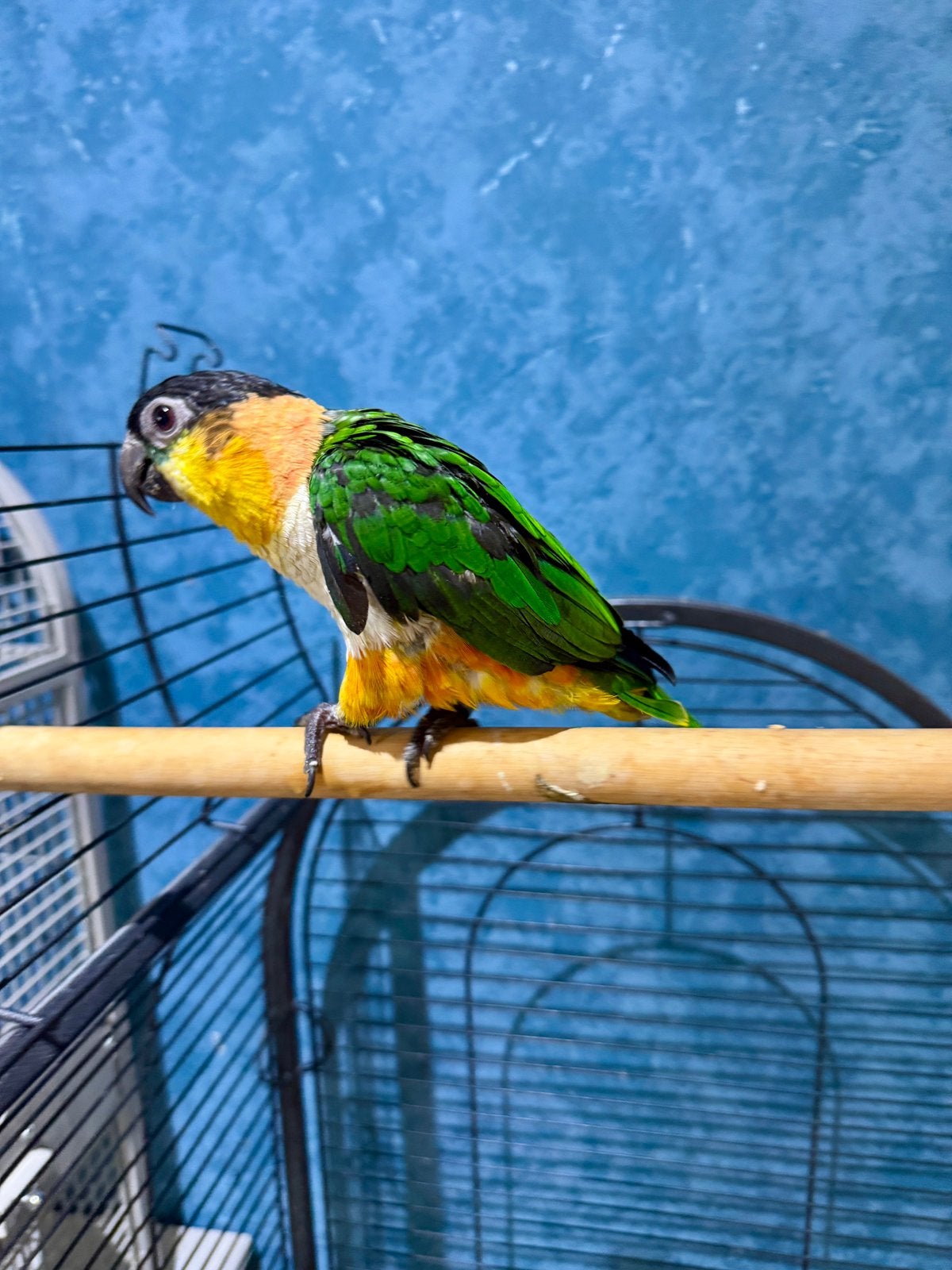 Super apprivoisée caïque tete noir, Animaux & Accessoires, Oiseaux | Perruches & Perroquets, Perroquet, Bagué
