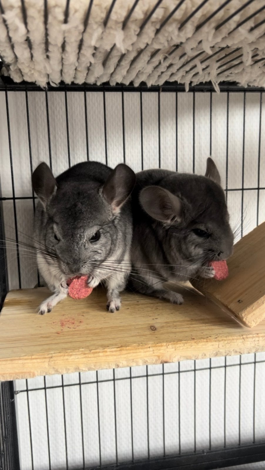 2 mannelijke chinchillas, Dieren en Toebehoren, Knaagdieren, Chinchilla, Augustus, Mannelijk, Tam