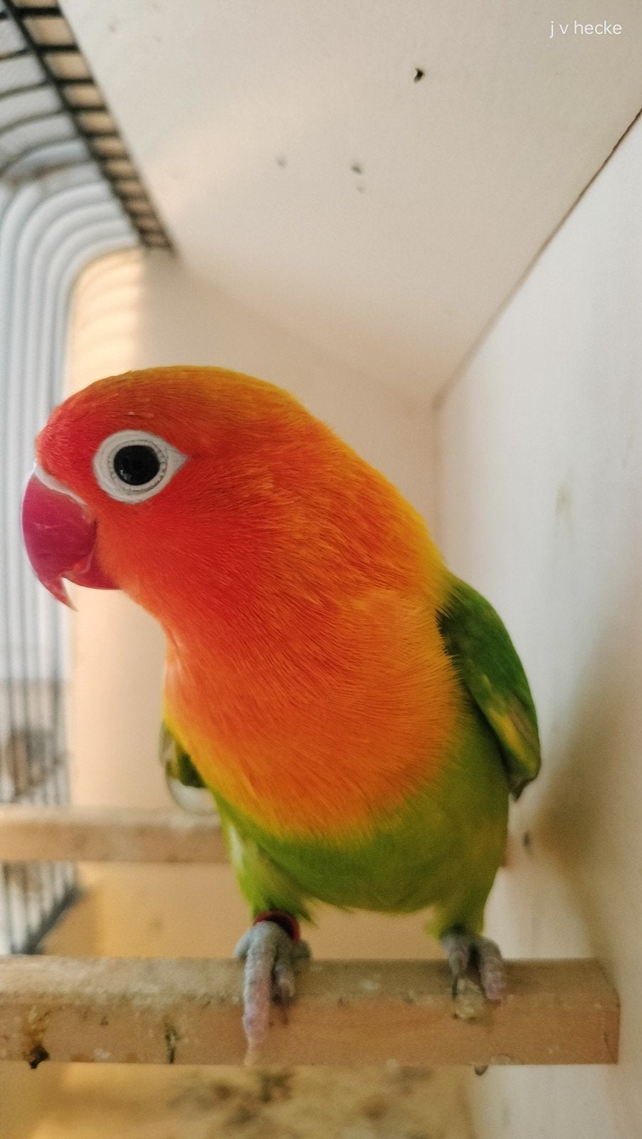 groen opaline fischeri