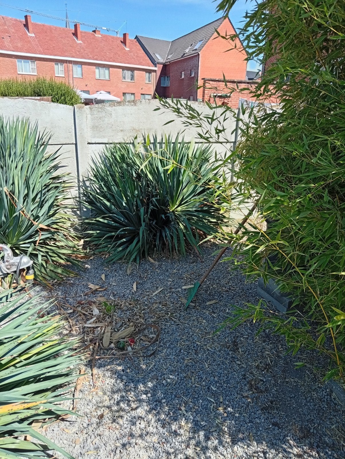 yucca's meerdere stekken en volle planten gratis af te halen, Ophalen