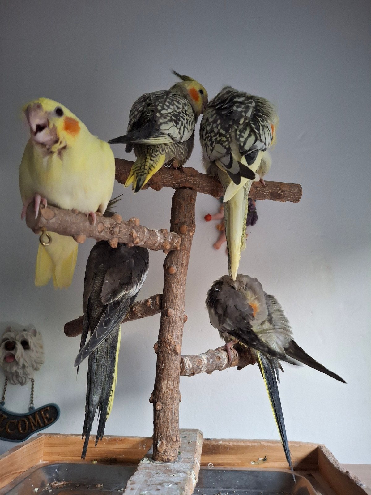 valkparkiet zeer tam zeer lief bijt niet 5Aalter, Tam