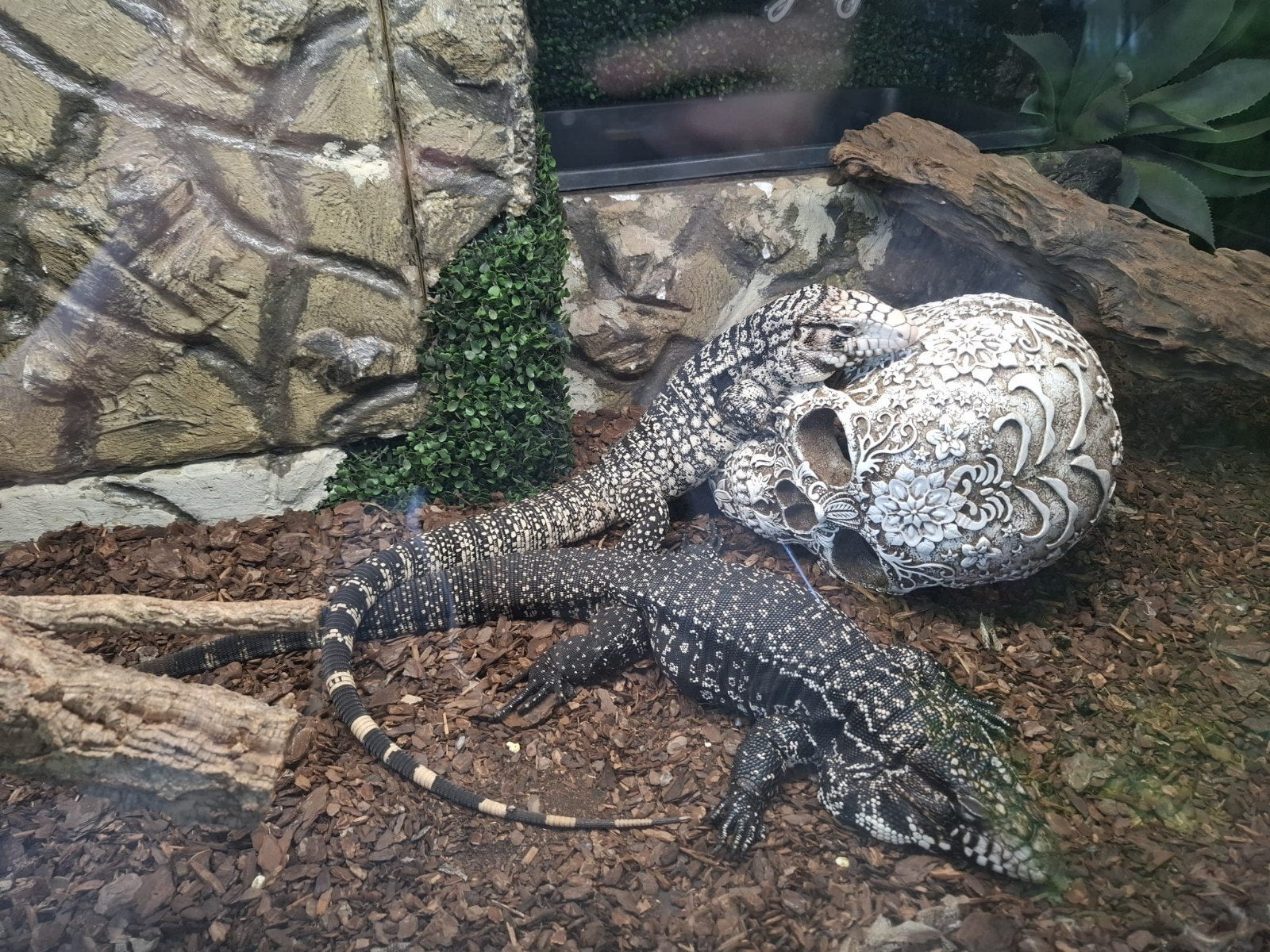 Argentijnse teju (Salvator merianae) – 1.0 man – 3 jaar

Moo, Dieren en Toebehoren, Hagedis, Tam