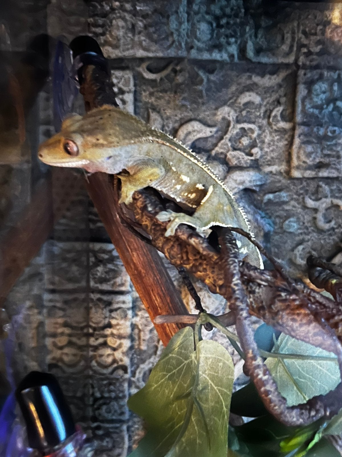Wimpergekko mannetje RTB