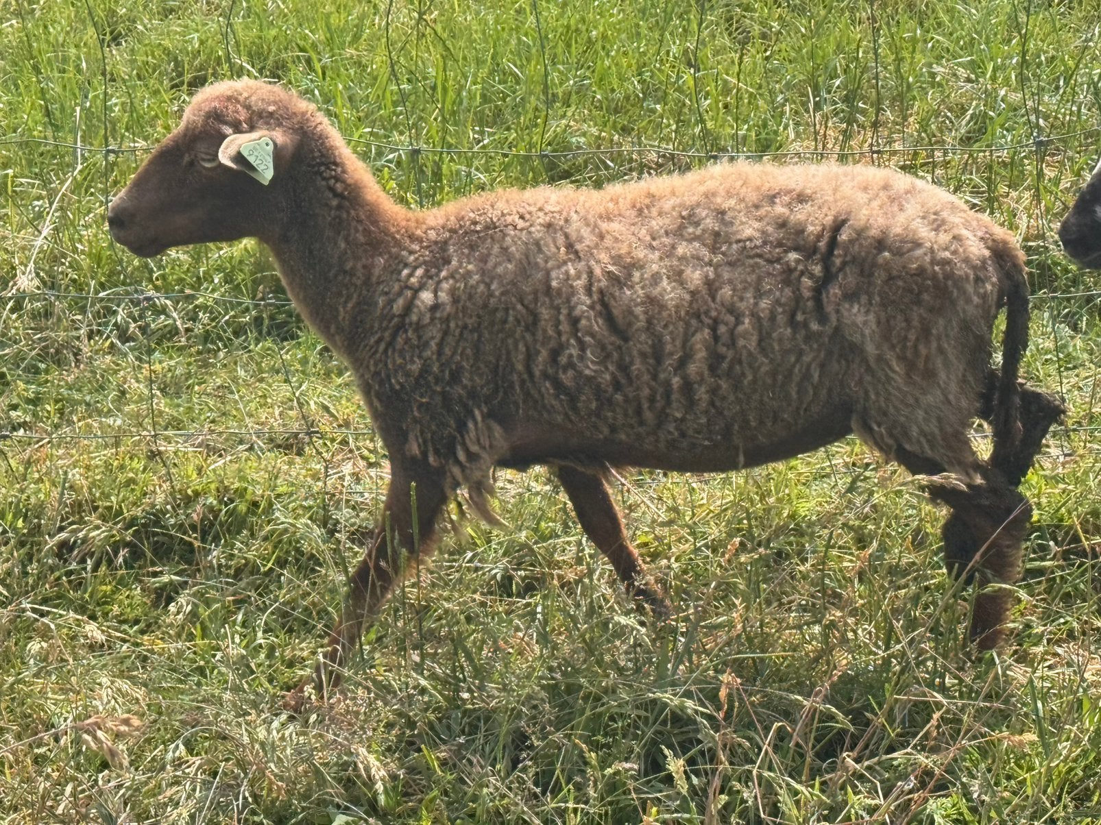 Ouessant / dwergschaap ooitjes, Vrouwelijk, Schaap, 0 tot 2 jaar
