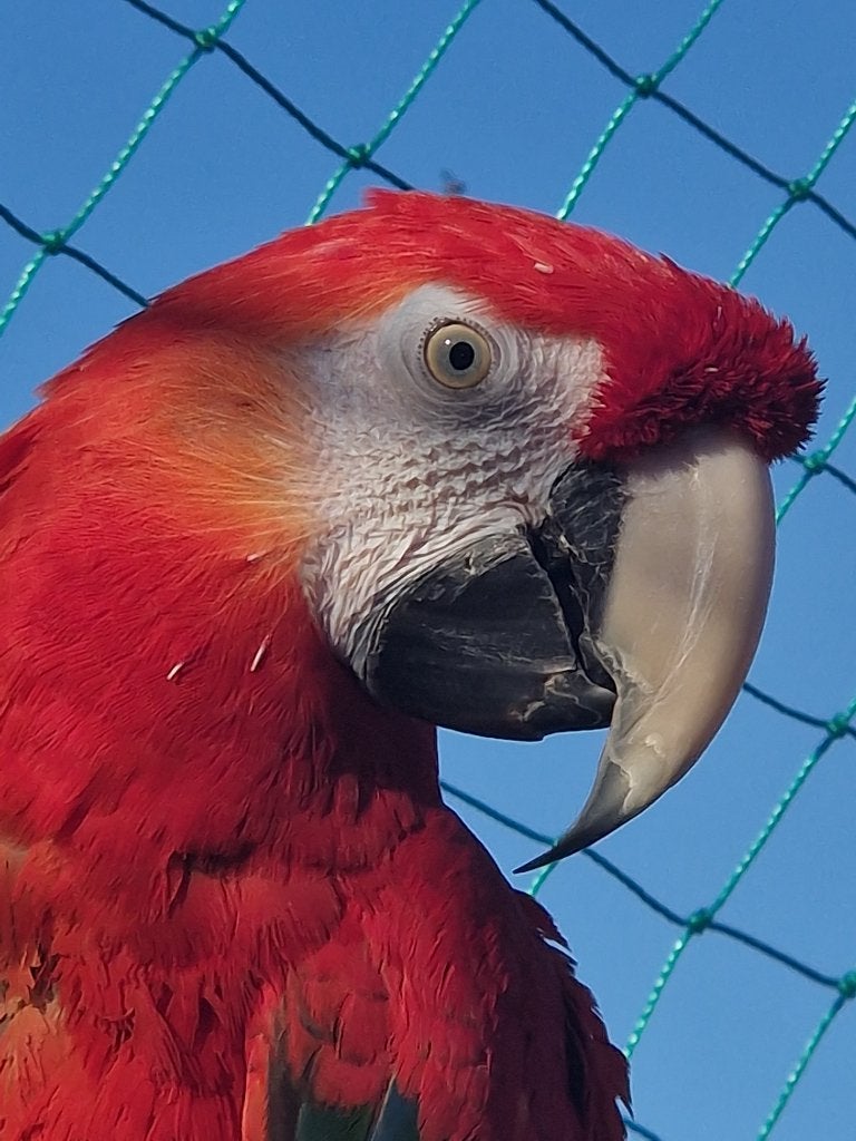 Ara ruby macao, Mâle, Perroquet, Parleur