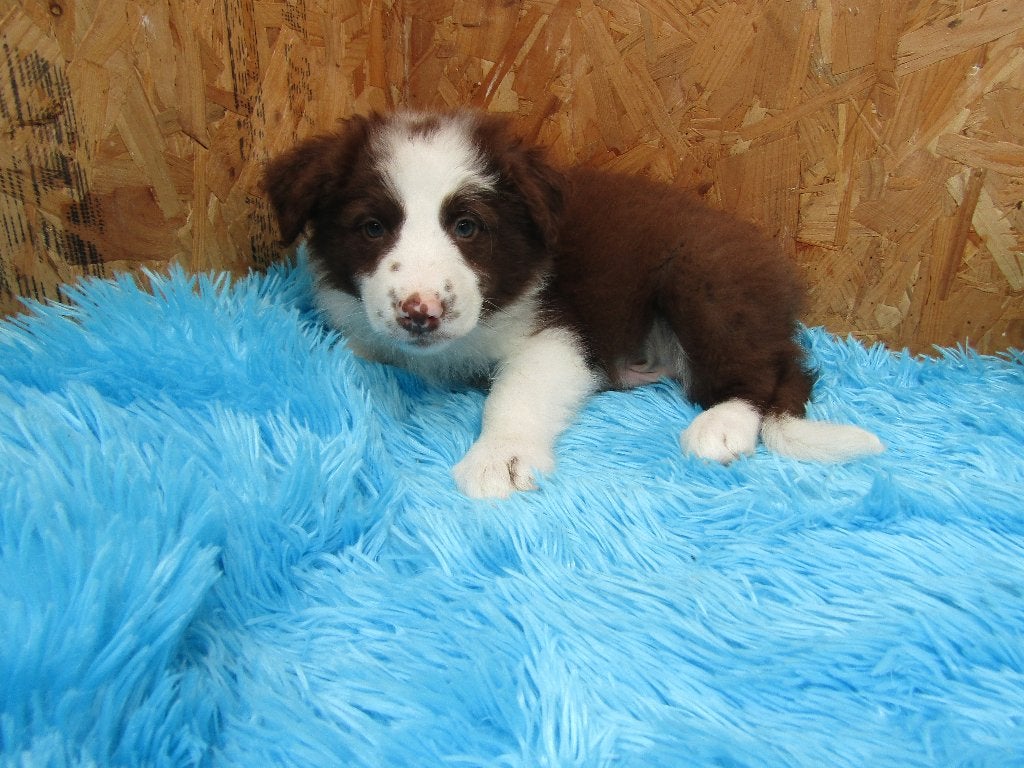 Border collie puppy's, Animaux & Accessoires, Chien (mâle), Belgique, Colley, Plusieurs