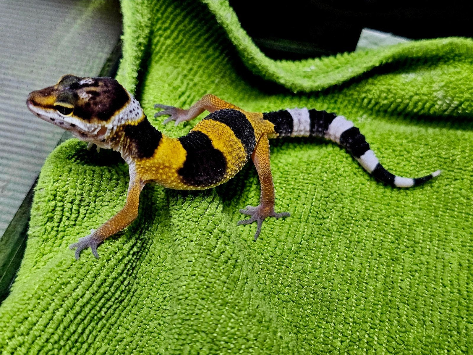 luipaardgekko baby I2, Hagedis, Tam, 0 tot 2 jaar