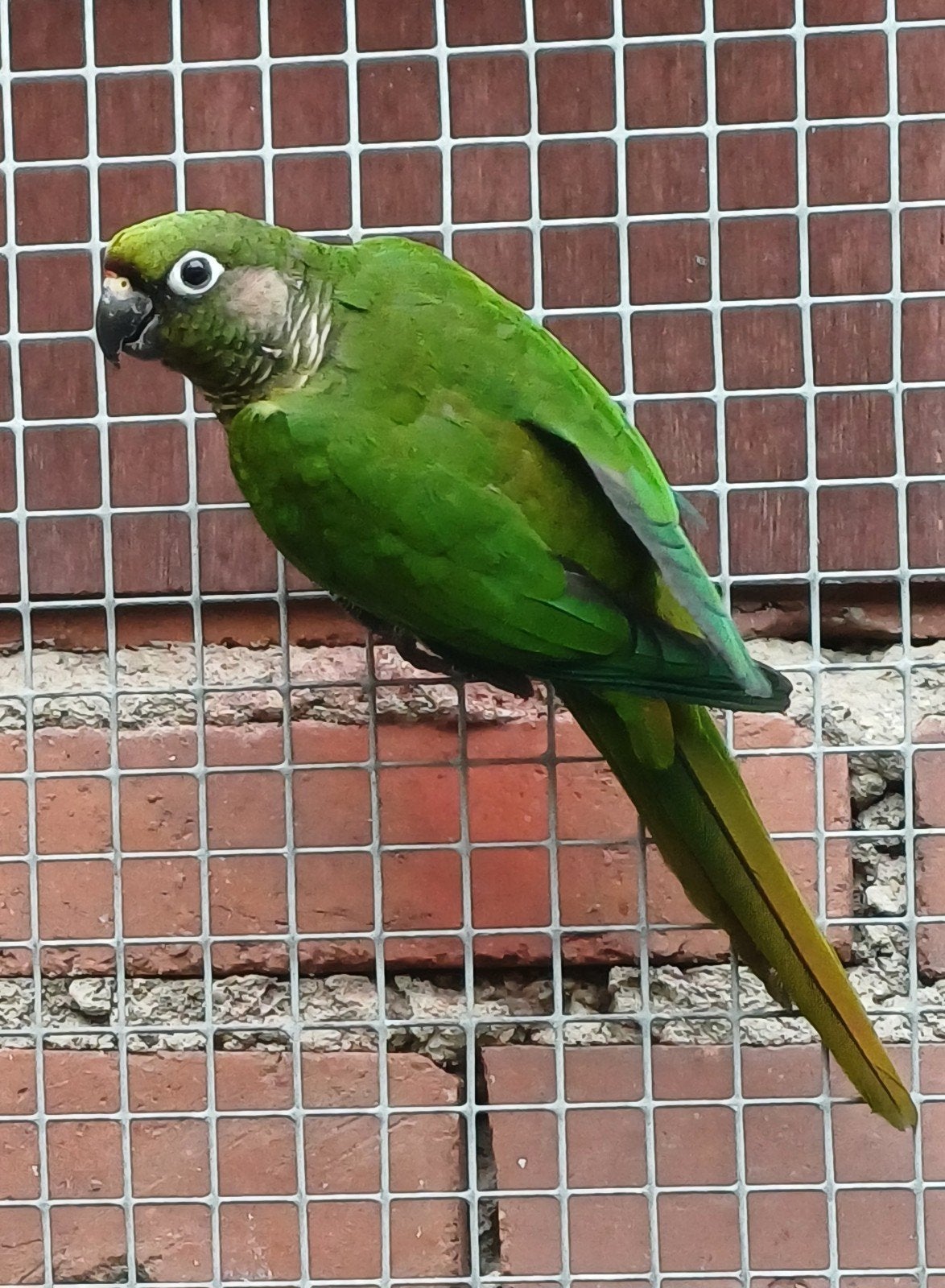 8 Pyrrhura frontalis - perruche à oreillons brunes