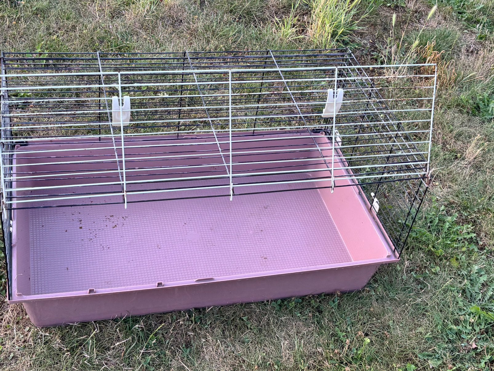 Cavia cooi, Dieren en Toebehoren, Ophalen, Zo goed als nieuw, Cavia