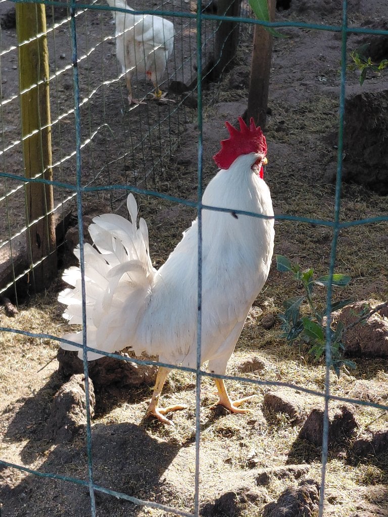 Broedeieren zuivere Leghorns, Vrouwelijk, Kip