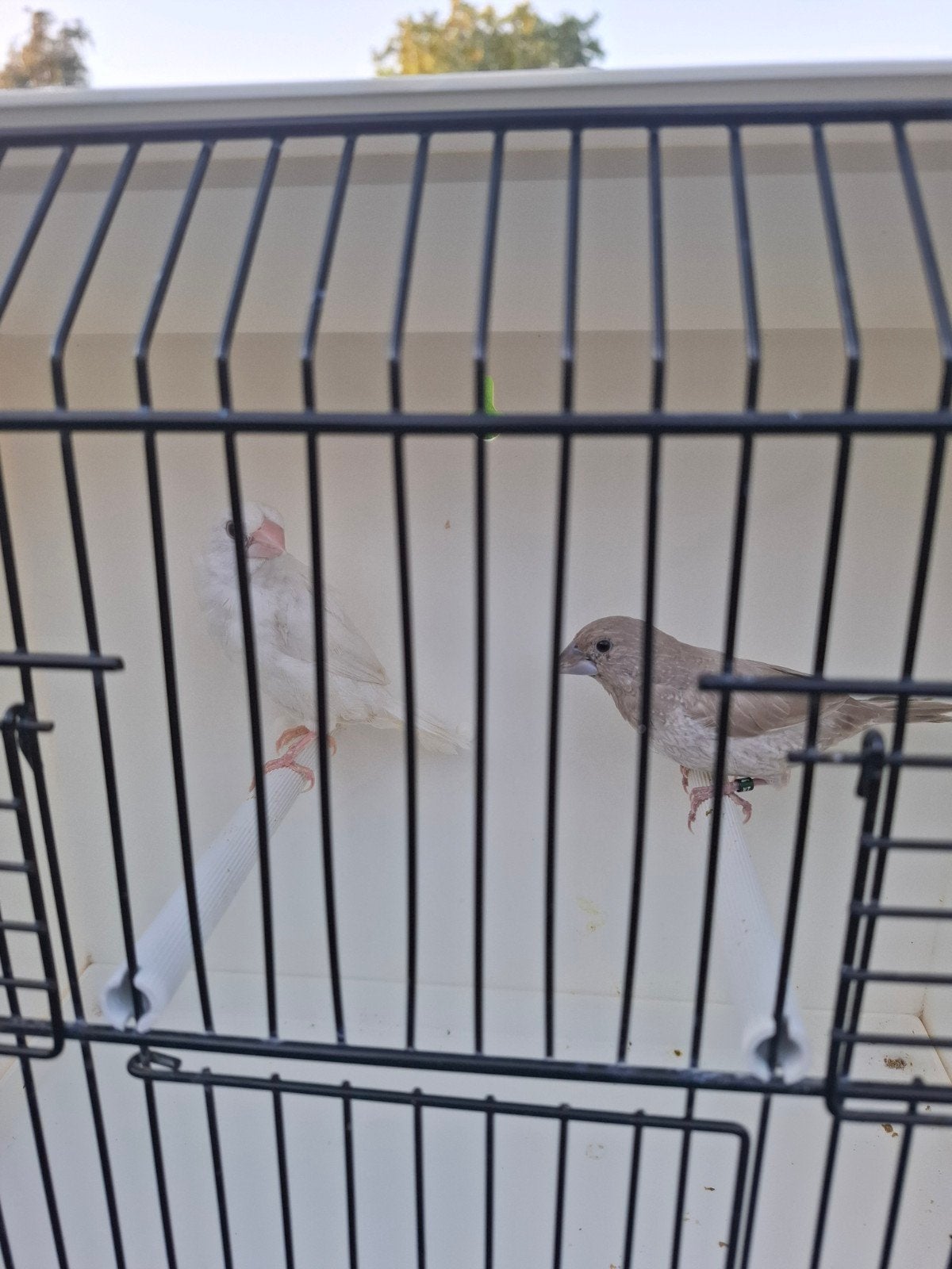 Paire de mouettes japonaises, Animaux & Accessoires, Oiseaux | Oiseaux Autre