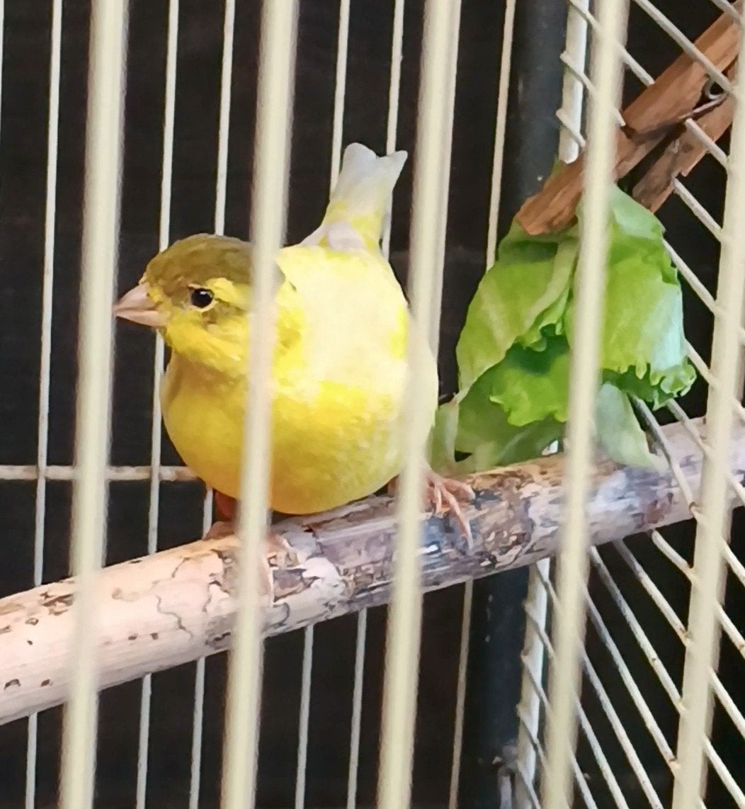Jonge fife fancy kanarie man., Mâle, Canari de posture