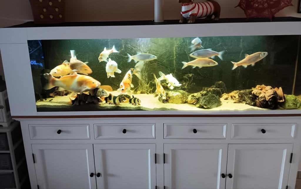 7 KOI's + 6 gouden windes, Ophalen