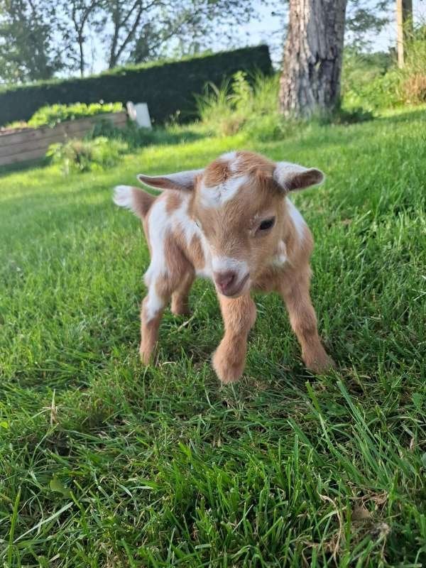 Dwerggeitje, Dieren en Toebehoren, Schapen, Geiten en Varkens, Geit, Mannelijk, 0 tot 2 jaar
