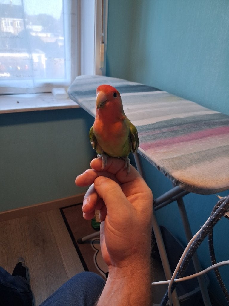 handtamme dwergpapegaai, Dieren en Toebehoren, Mannelijk, Dwergpapegaai of Agapornis, Tam