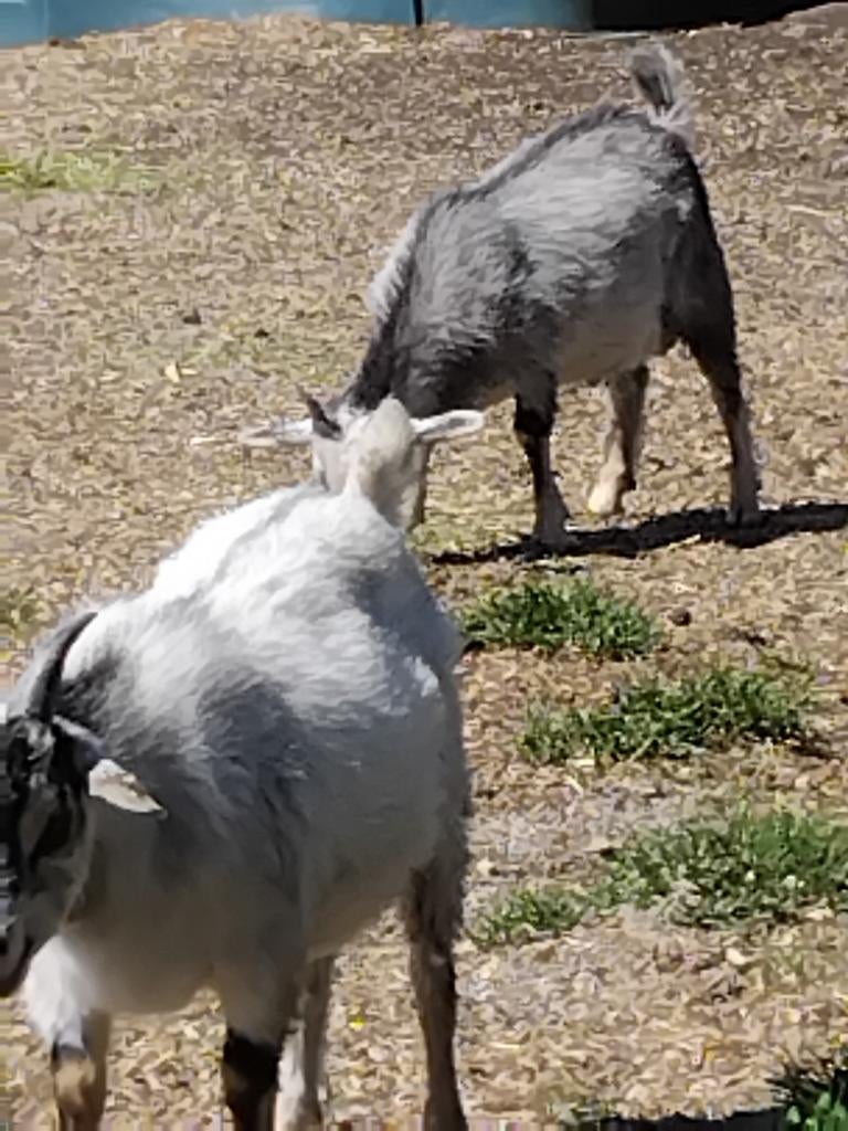2 bokjes ,vader hermelijn moeder  blauwschimmel tan.