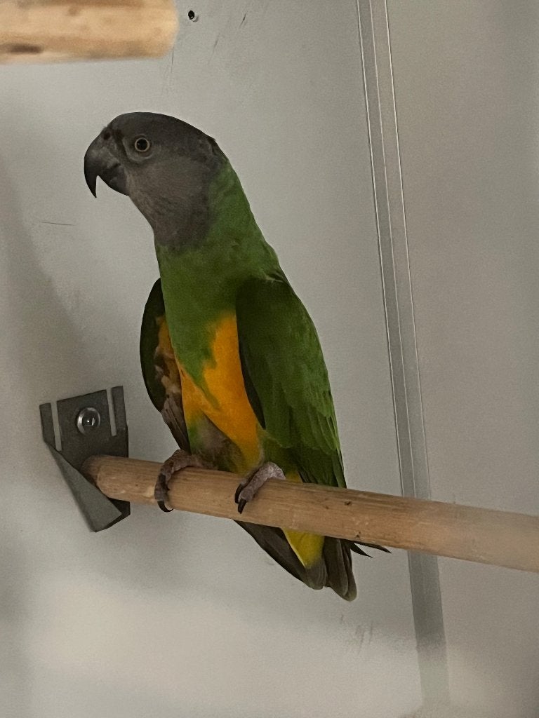 Senegal papegaai, Dieren en Toebehoren, Mannelijk, Papegaai