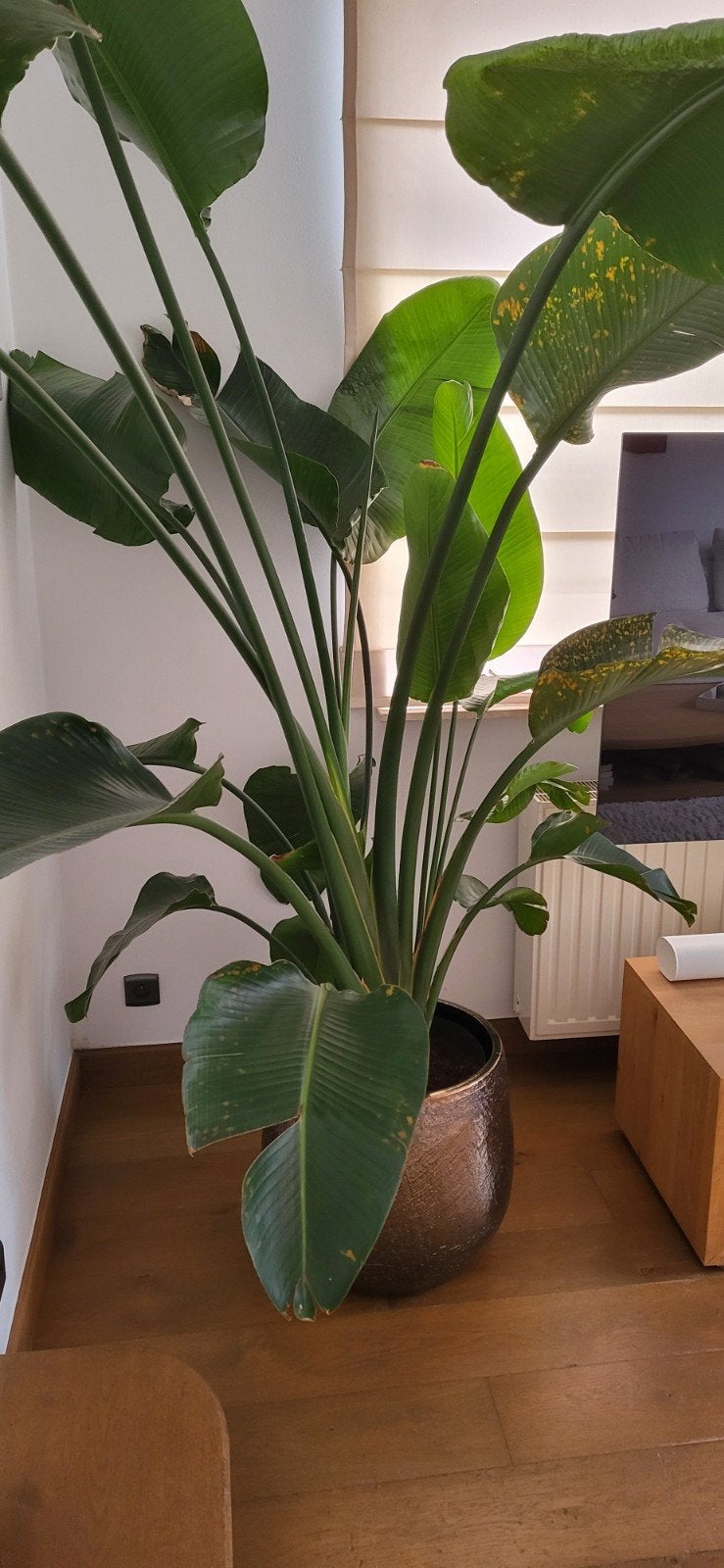 Strelizia paradijsvogelplant, Ophalen