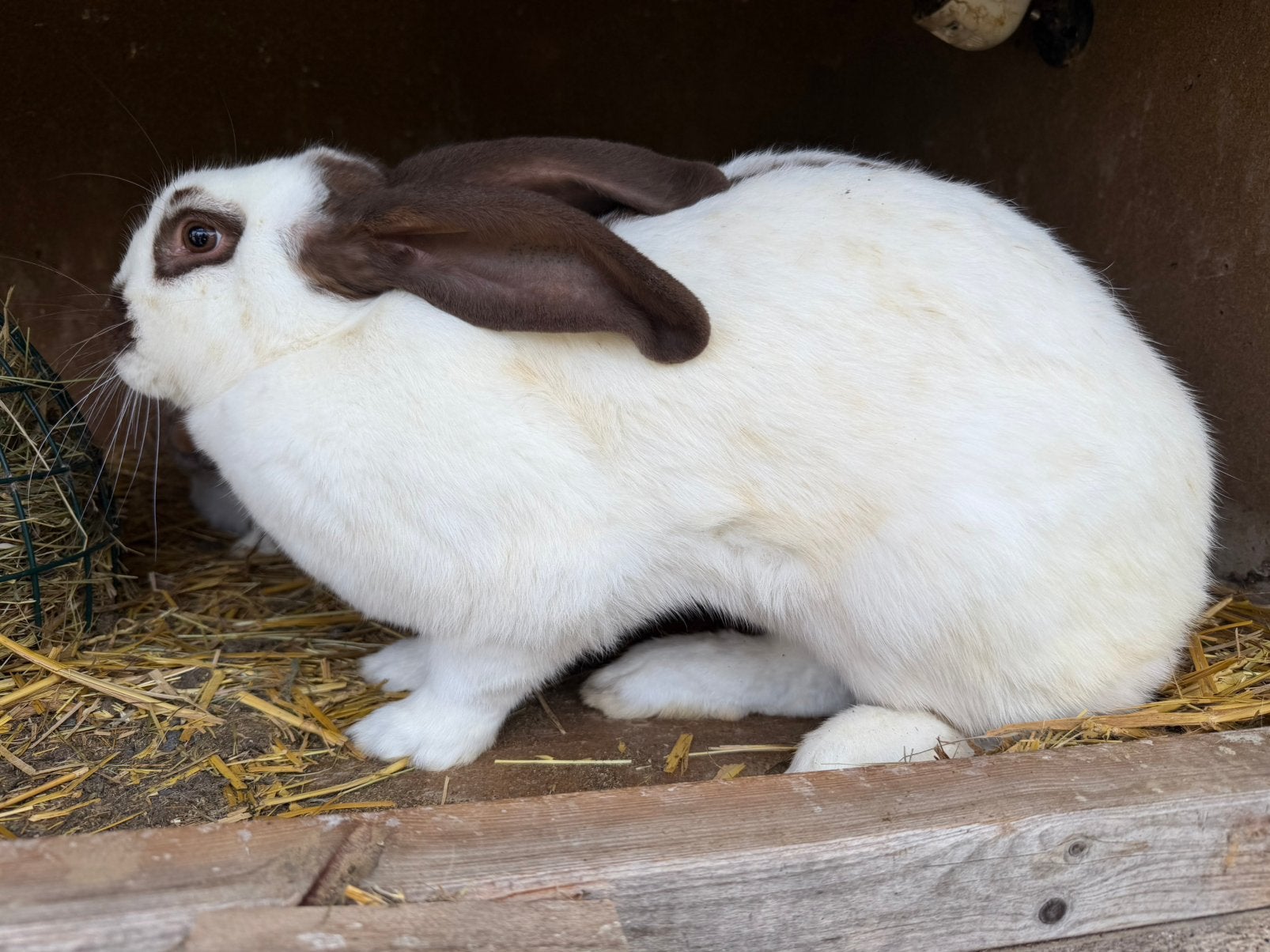 Reuze vlinders ( groot Lotharingers ), Meerdere dieren, Groot, 0 tot 2 jaar