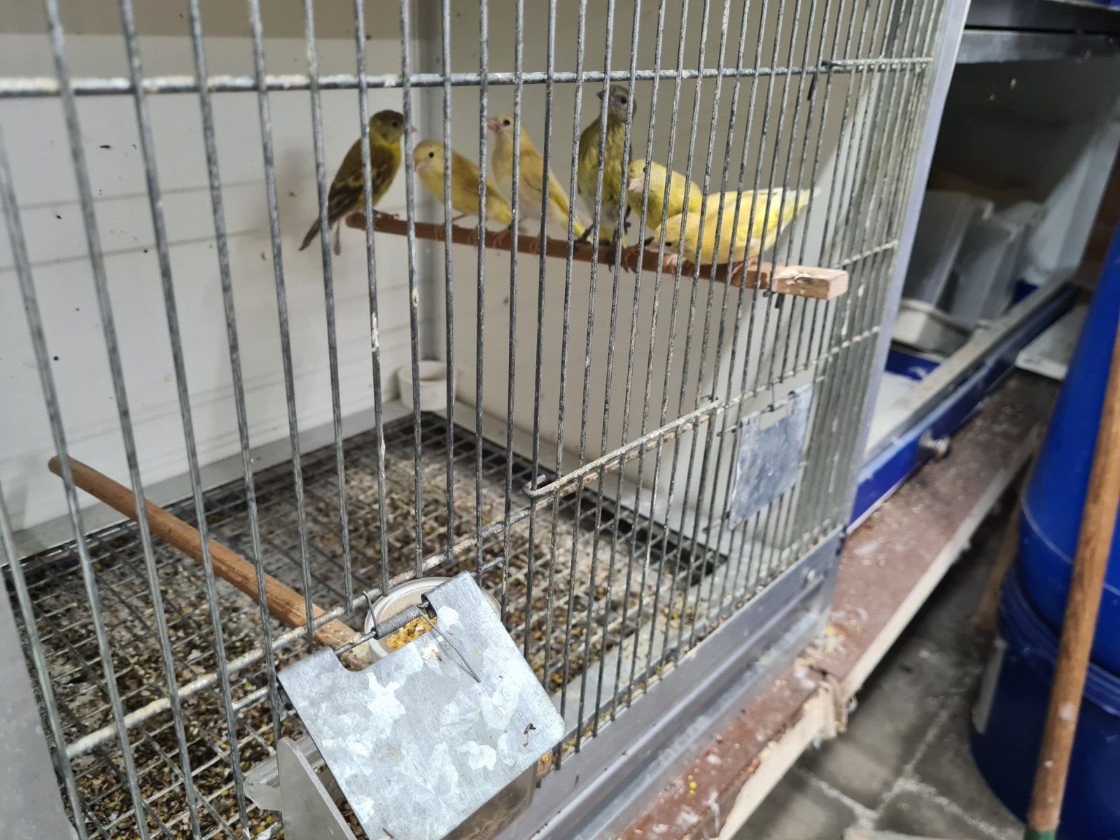 zwartkopsijs, Animaux & Accessoires, Oiseaux | Oiseaux Autre