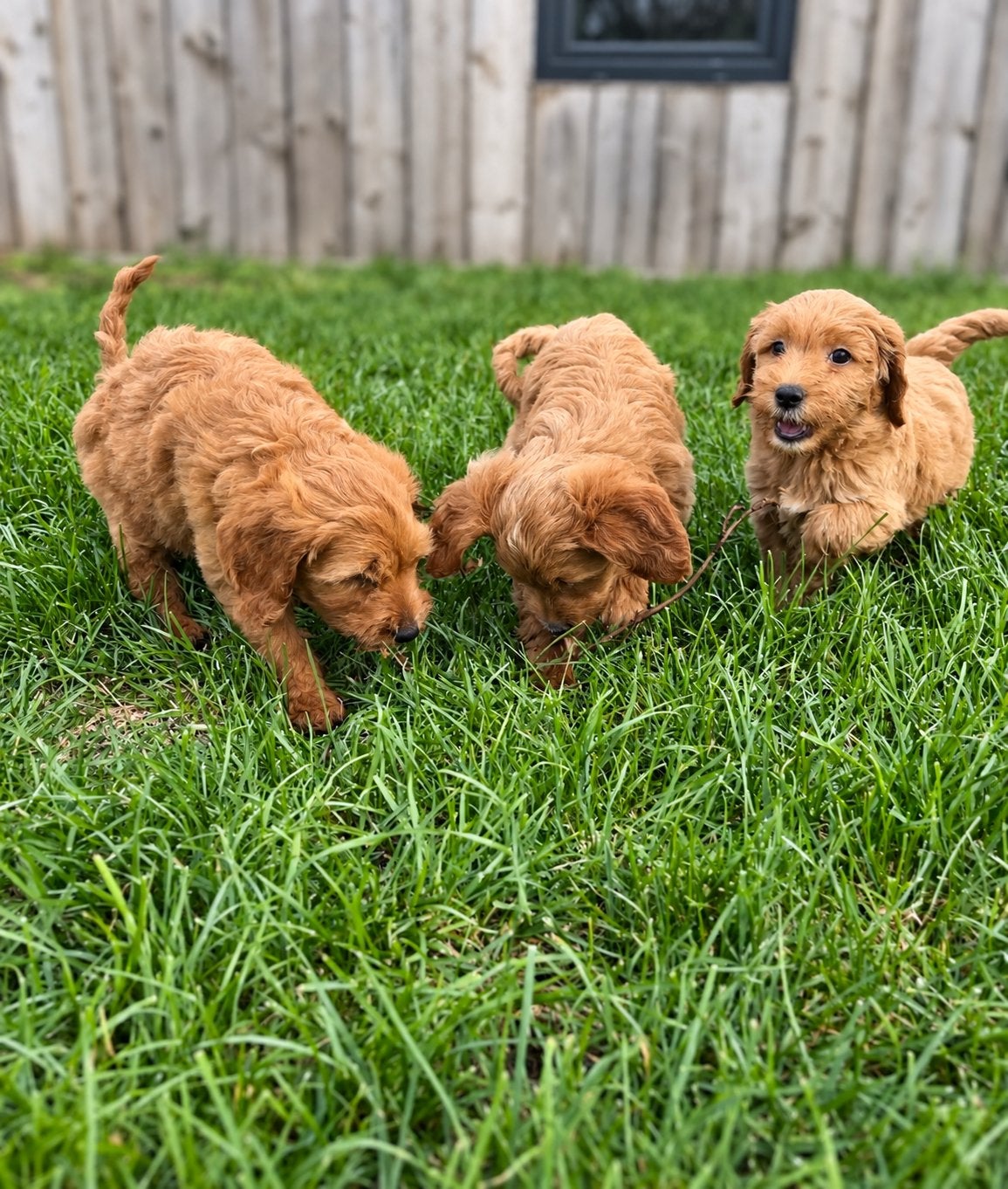 Knappe goldendoodle pups, Poedel, België, CDV (hondenziekte), 8 tot 15 weken