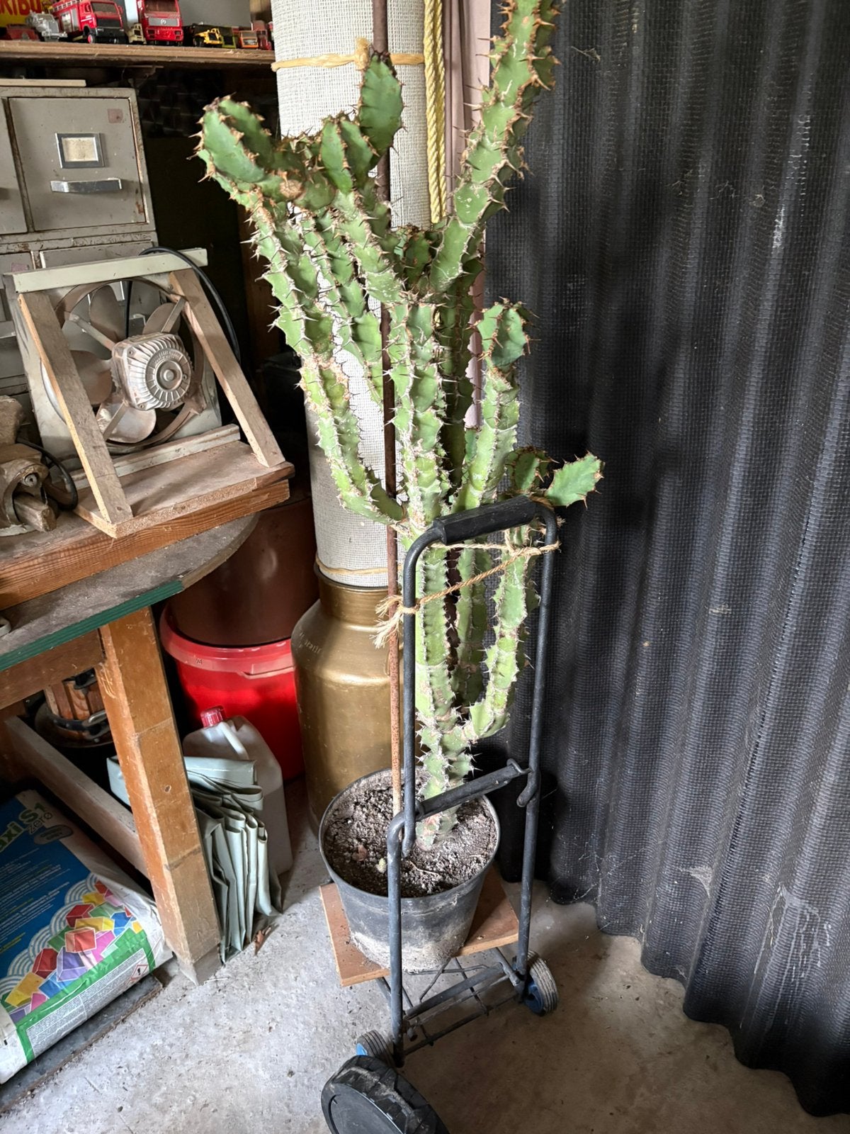 Cactussen, Tuin en Terras, Planten | Tuinplanten, Ophalen, Overige soorten